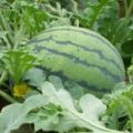 大量优质京欣西瓜5月份已经大量上市，欢迎采购