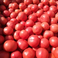 硬果西红柿，螺丝辣椒，二炮，尖椒大量上市