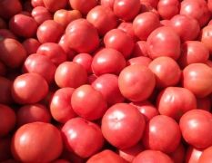 硬果西红柿，螺丝辣椒，二炮，尖椒大量上市