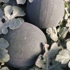 河南中牟大棚黑皮无籽西瓜大量上市中