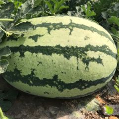 2020年陕西金城五号西瓜大量供应