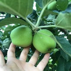 陕西大荔早熟夏红苹果青果上市了