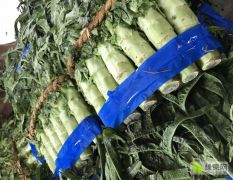 虎门富民农产品批发市场 实力代销全国各地蔬菜