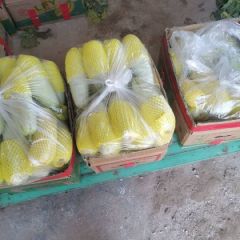 万亩甜瓜种植基地，货源充足，品质上好，沙土地种植，黄河水