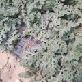 山东优质西瓜基地，供应原棚头茬瓜