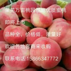 大量优质蜜桃供应