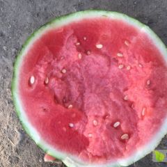 河南开封精品美都8424