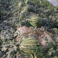 陕西甜王西瓜基地大量成熟