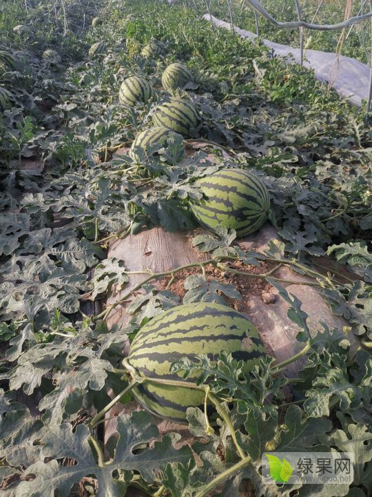 甜王系列价格