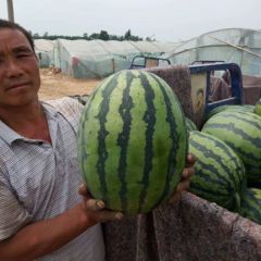 AAA专驻产地精品西瓜代发