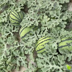 凌海大棚瓜上市