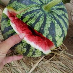 商丘有籽美都，无籽美都西瓜大量上市