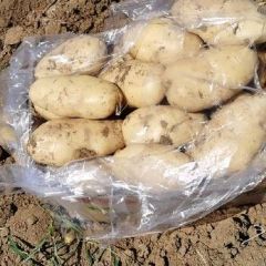 山东肥城二模荷兰十五土豆大量供应中