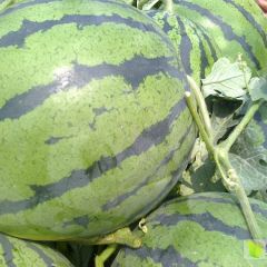 多品种西瓜即将上市欢迎前来采购