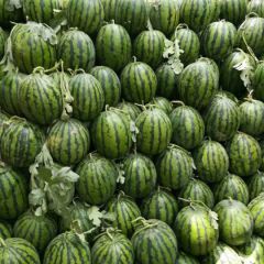 睢阳区批发8424和甜王西瓜