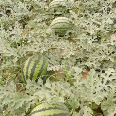 陕西蒲城甜王自杀价成交