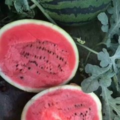 凌海小高代办，大棚西瓜上市现货多多