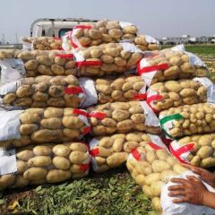 山东荷兰十五3两以上，张小云