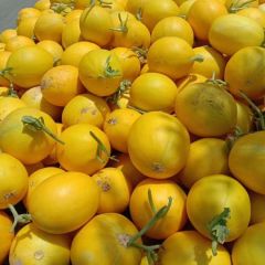 蒲城西瓜种植基地，西瓜价格，蒲城1389大棚西瓜