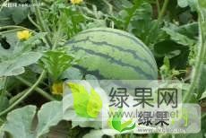 山东禹城西瓜美都 469和甜王即将上市