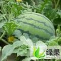 山东禹城西瓜美都 469和甜王即将上市