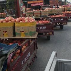 硬粉西红柿大量上市