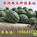 齐河县西瓜大量成熟上市 西瓜批发