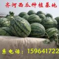 齐河县祝阿西瓜产地直销