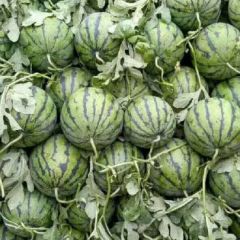 河南省扶沟县小拱棚8424熟度八成以上