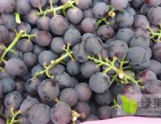 供应 温岭箬横镇 本市场周边种植大棚葡萄，面积大