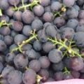 供應 溫嶺箬橫鎮 本市場周邊種植大棚葡萄，面積大