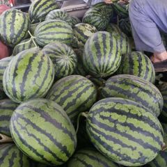 河北保定甜王西瓜大量上市