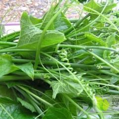 长期大量出售龙须菜蔬菜