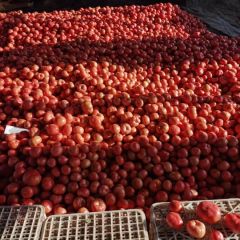 精品西红柿 量大价优