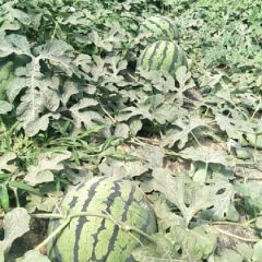 河北保定甜王西瓜大量上市