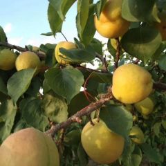 大荔供应精品凯特杏子