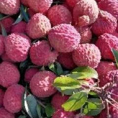 海南荔枝王果园直供发货中