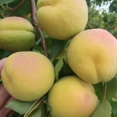 陕西省渭南市大荔县金寿杏现在已成熟