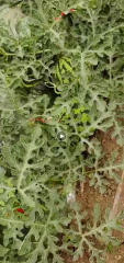 8424头茬瓜，大量下市，欢迎联系