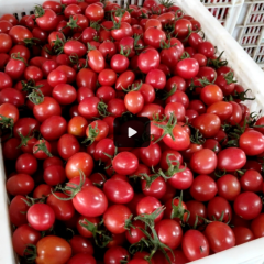 大量供应一级圣女果小柿子贝贝