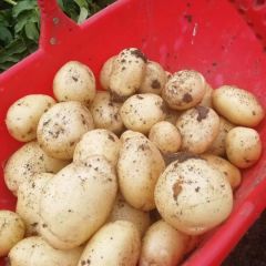 新野土豆大量上市供应中