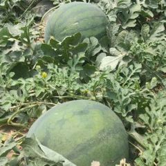 陕西大棚西瓜大量上市持续供应中