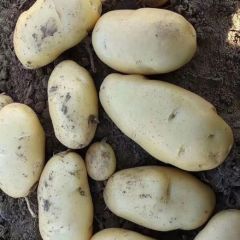 本地区优质土豆即将上市