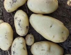 本地区优质土豆即将上市
