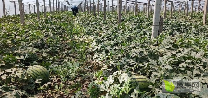 甜王系列价格