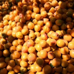 宝鸡金太阳杏大量上市