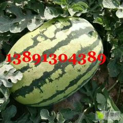 陕西万亩大棚金城5西瓜产地大量上市