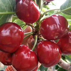 这个季节，你吃樱桃了吗？樱桃产地直发