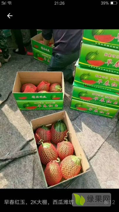 2020年山东潍坊墨童价格