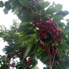 北京市通州区西集镇沙古堆村南大樱桃熟了